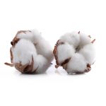 Cotton flower