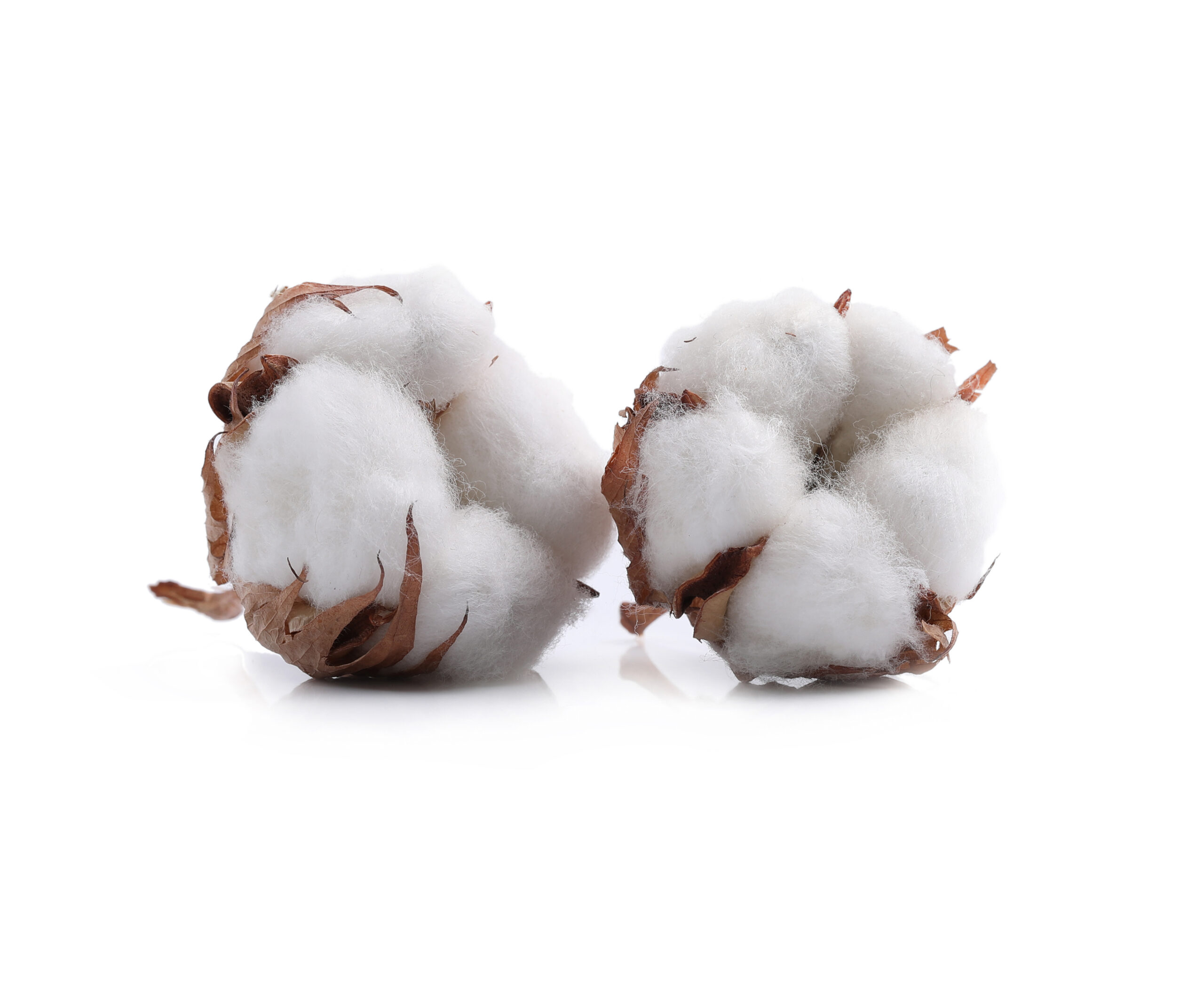 Cotton flower